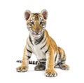 Two months old tiger cub sitting against white background Royalty Free Stock Photo