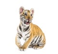 Two months old tiger cub sitting against white background Royalty Free Stock Photo