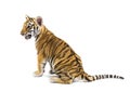 Two months old tiger cub sitting against white background Royalty Free Stock Photo