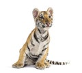 Two months old tiger cub sitting against white background