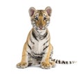 Two months old tiger cub sitting against white background Royalty Free Stock Photo