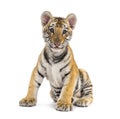 Two months old tiger cub sitting against white background Royalty Free Stock Photo