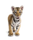 Two months old tiger cub standing against white background Royalty Free Stock Photo