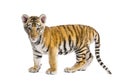 Two months old tiger cub standing against white background Royalty Free Stock Photo