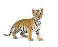 Two months old tiger cub standing against white background Royalty Free Stock Photo