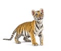 Two months old tiger cub standing against white background Royalty Free Stock Photo