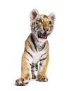 Two months old tiger cub standing against white background Royalty Free Stock Photo