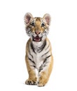 Two months old tiger cub standing against white background Royalty Free Stock Photo