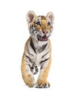 Two months old tiger cub standing against white background Royalty Free Stock Photo