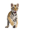 Two months old tiger cub standing against white background Royalty Free Stock Photo