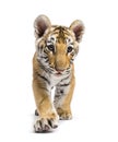 Two months old tiger cub walking against white background