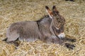 Two months old youn baby donkey foal resting on straw Royalty Free Stock Photo