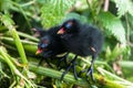 Gallinula chloropus chicks