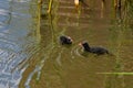 Two moorhen chicks swimming in the lake. Royalty Free Stock Photo