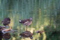 Two moorhens are in the green water. In the soft sunny morning light. With reflection Royalty Free Stock Photo