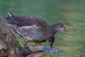 Two Moorhens searches for food in the green water, reflection in soft morning light Royalty Free Stock Photo