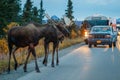 Two moose bulls crossing road in Denali NP Royalty Free Stock Photo