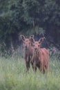 Two moose calf