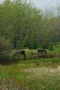 Two Moose Grazing in a Pond Royalty Free Stock Photo