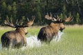 Two moose running around the water. Royalty Free Stock Photo