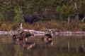 Two moose standing in tranquil waters near a picturesque shoreline of trees and rocks