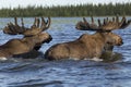 Two moose swimming in the lake.