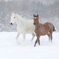 Two moravian warmbloods running in winter Royalty Free Stock Photo