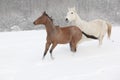 Two moravian warmbloods running in winter Royalty Free Stock Photo