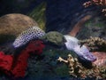 Two moray eels in an enclosure in an aquarium