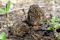 Two Morel Mushrooms - Morchella snyderi