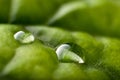 Two morning dew water drops on green large leaf macro nature texture. Royalty Free Stock Photo