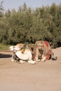 Two Moroccan camels Royalty Free Stock Photo
