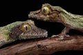 Two mossy geckos Royalty Free Stock Photo