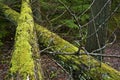 Two Mossy Logs