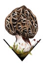 Edible and adult morchella esculenta mushroom