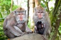 Two mothers with babys in monkey Forest Royalty Free Stock Photo