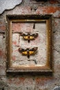 Two moths on a brick wall Royalty Free Stock Photo