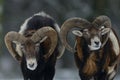 Two mouflon male in the winter