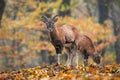 Two mouflons standing in forest in autumn nature. Royalty Free Stock Photo