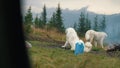 Two mountain alabai are grazing sheep in the mountains, two alabai are resting on a meadow in a mountainous area