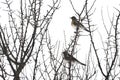 two mountain ash blackbirds on the branches Royalty Free Stock Photo