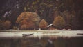 Two mountain cottages by the lake Royalty Free Stock Photo