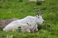 Two mountain goats adult and baby lay next to each other in green meadow in Glacier National Park Montana Royalty Free Stock Photo