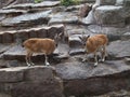 two mountain goats butt heads with their horns Royalty Free Stock Photo