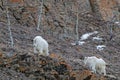 Two mountain goats climbing Yukon slopes