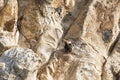 Two mountain goats making love in the rocky landscape in an island of Greece