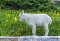 Two mountain goats mother and kid in green grass field, Glacier