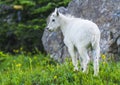 Two mountain goats mother and kid in green grass field, Glacier National Park, Montana