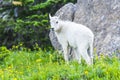 Two mountain goats mother and kid in green grass field, Glacier National Park, Montana