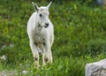 Two mountain goats mother and kid in green grass field, Glacier National Park, Montana